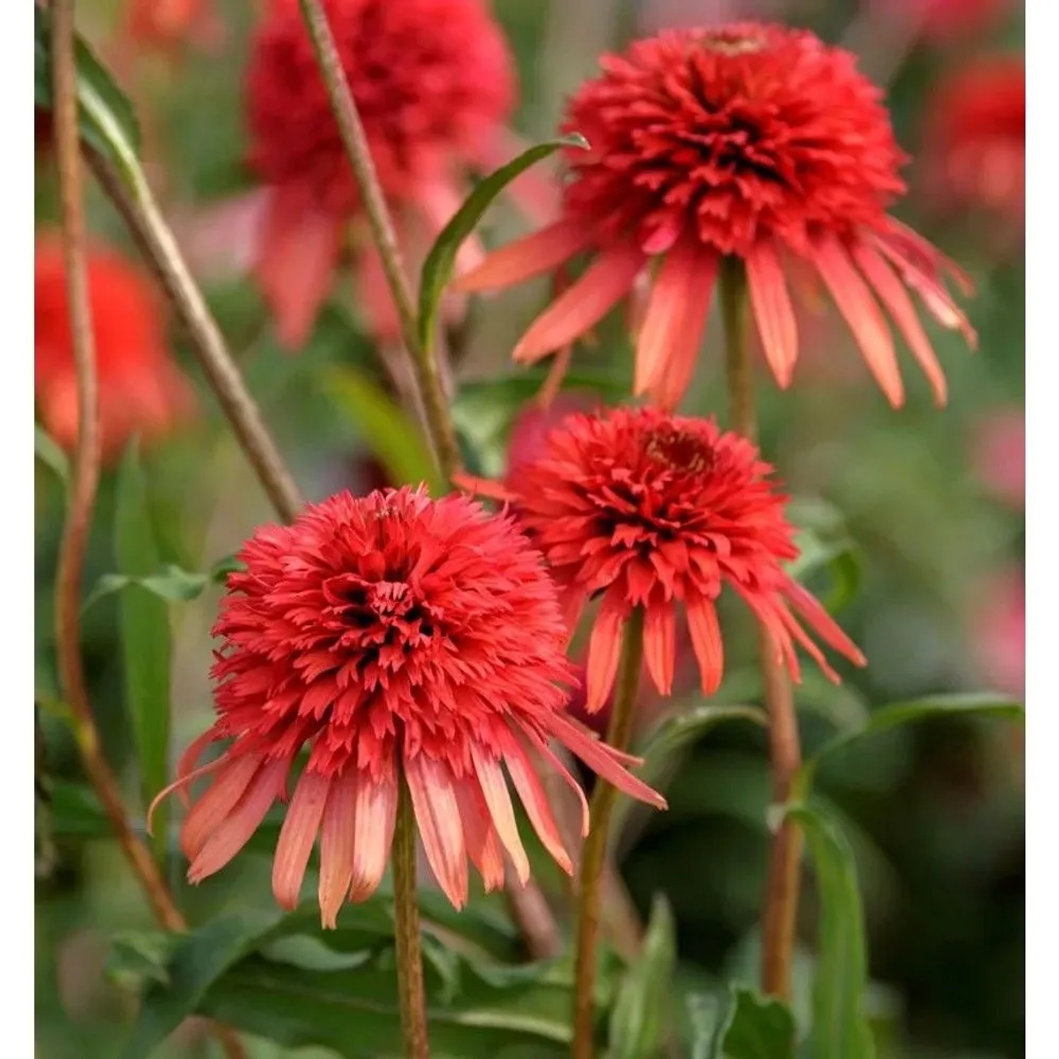 Nahaufnahme des Sonnenhut Eccentric (Echinacea purpurea) mit roten Blüten im Garten.