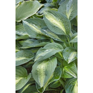 Hosta 'Striptease' (Funkie) mit grün-gelben Blättern im 11x11 cm Topf.