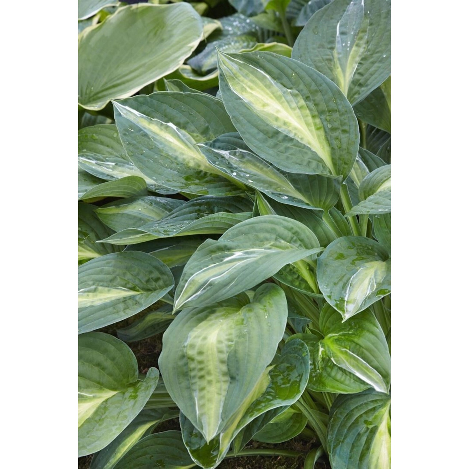 Hosta X Fortunei Striptease Funkie Ca. 11x11 cm Topf günstig online kaufen