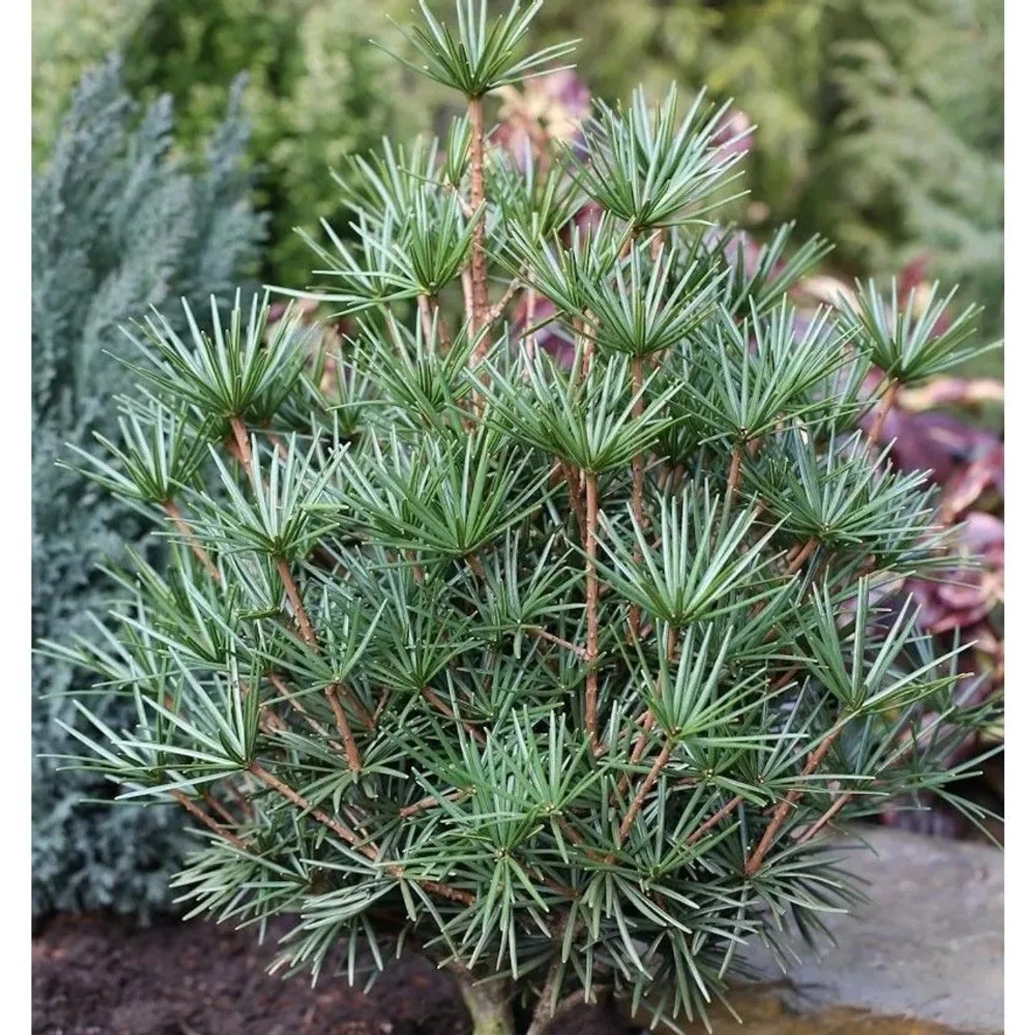 Japanische Schirmtanne Beauty Green 60-70cm - Sciadopitys verticillata