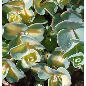 Mauerpfeffer Mediovariegatum (Sedum sieboldii) mit grün-gelb panaschierten Blättern.