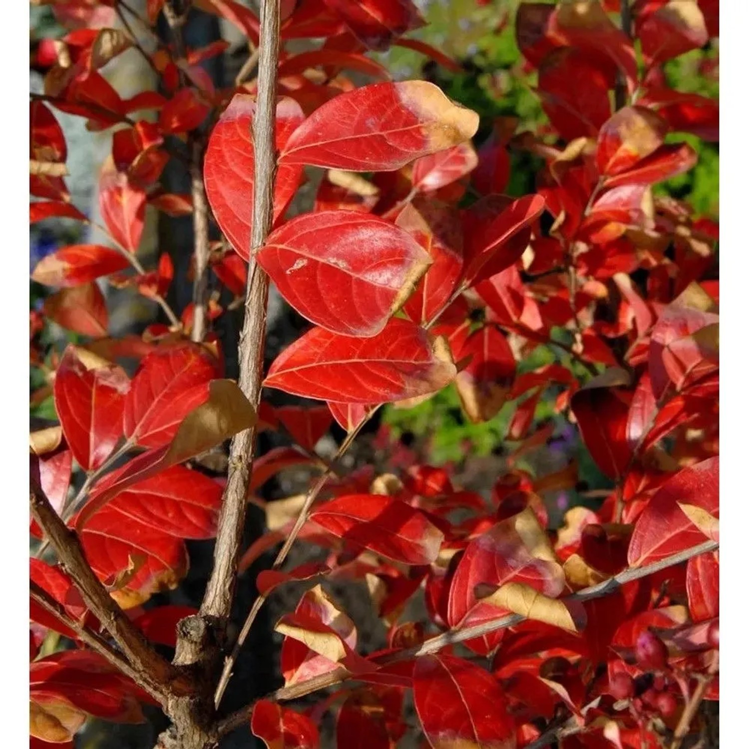 Hochstamm Chinesische Kräuselmyrte Enduring Red 40-60cm - Lagerstroemia indica