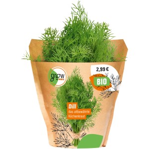 Bio Dill im Topf von Grow by OBI, frisches Küchenkraut für Salate und Saucen.