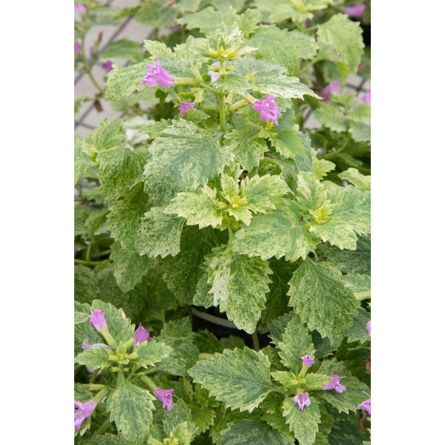 Calamintha Grandiflora Großblütige Bergminze Ca. 9x9 cm Topf günstig online kaufen