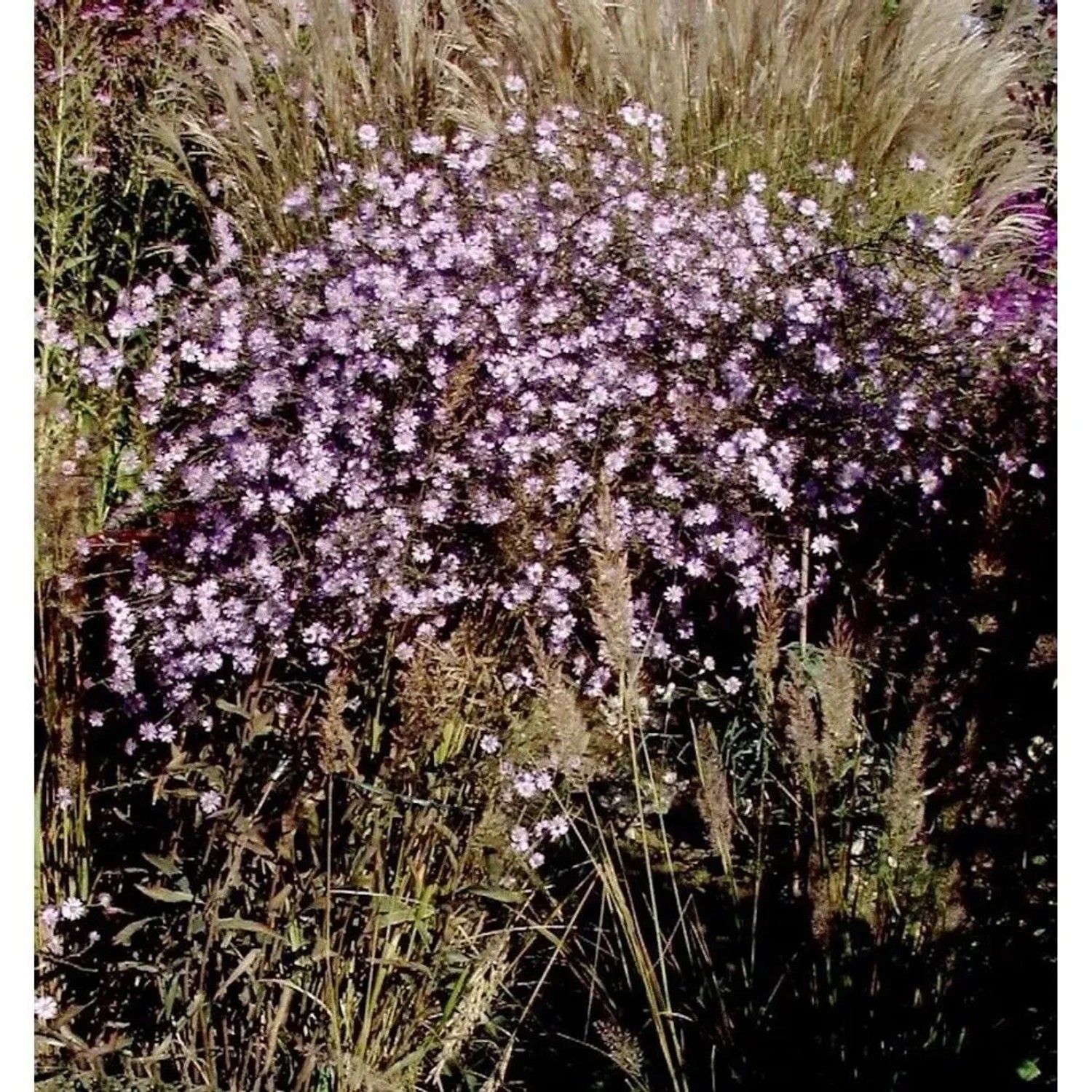 Wild-Aster Asmoe - Aster ageratoides