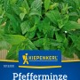 Kiepenkerl Pfefferminze Piperita, mehrjährige Kräutersamen für Tee und Garten.