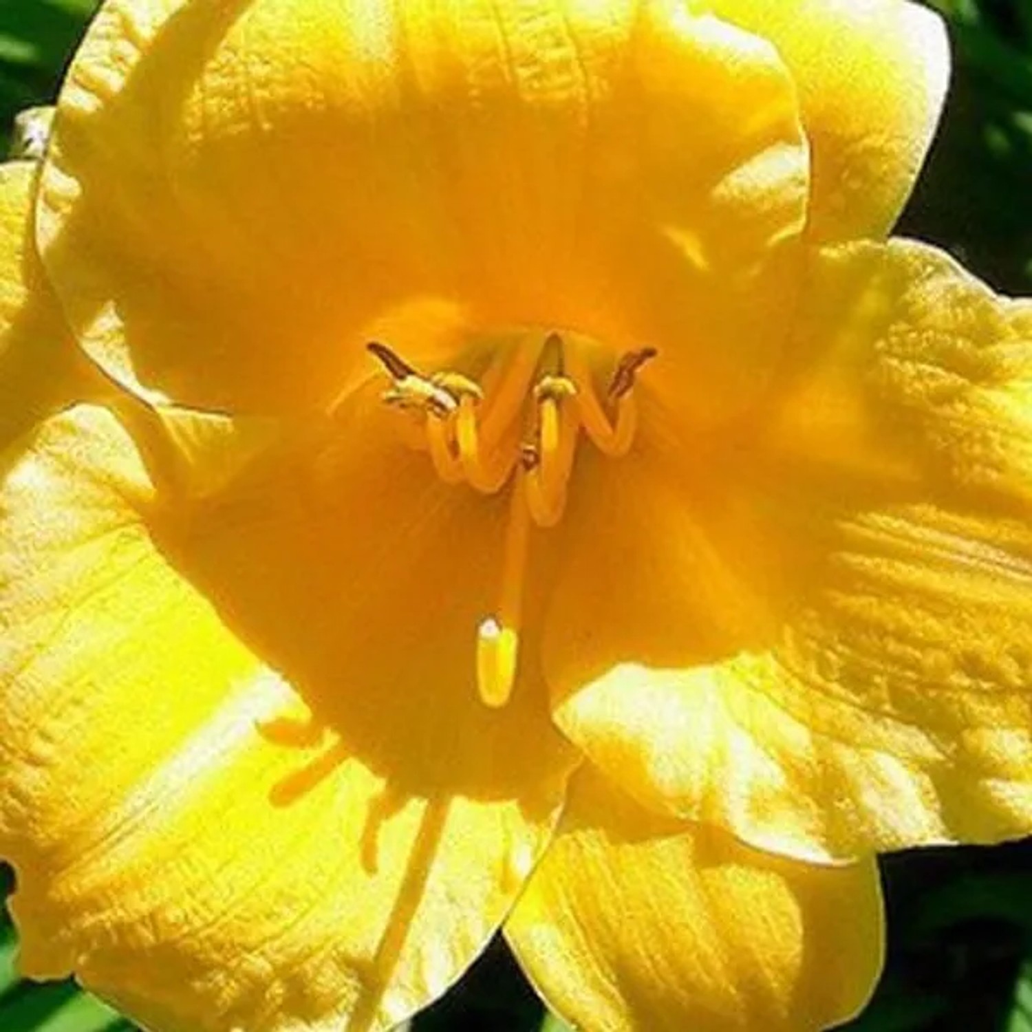 6 x Taglilie 'Stella de Oro' Hemerocallis Topf 9cm Reichblühend