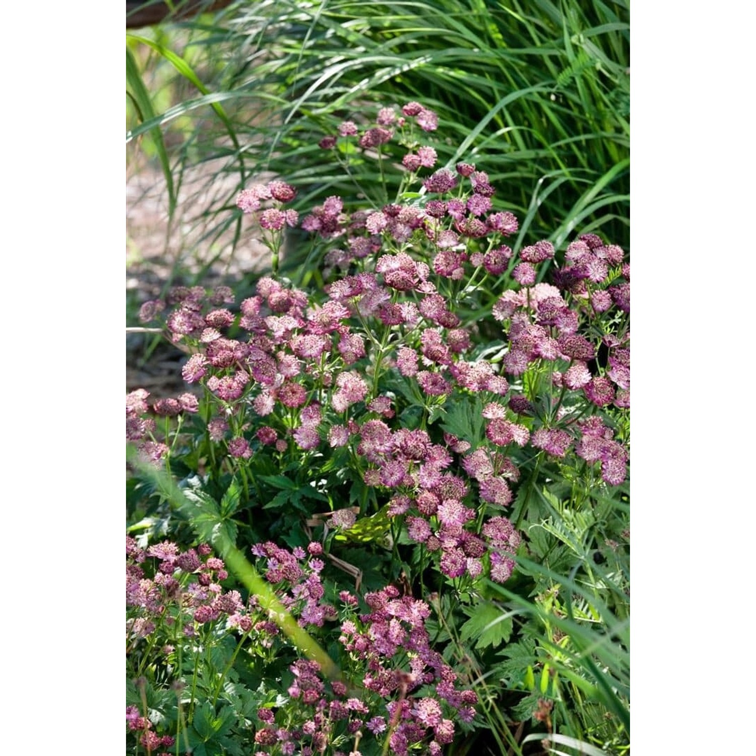 Astrantia Major Moulin Rouge R Ca. 11x11 cm Topf günstig online kaufen