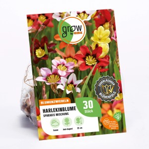 Farbenfrohe Harlekinblume Tricolor-Mischung (Sparaxis) von GROW by OBI, Höhe 25cm.