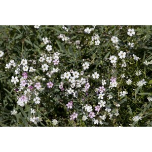 Teppich-Schleierkraut Rosea im 9x9 cm Topf, rosa Blüten, ideal als Bodendecker.