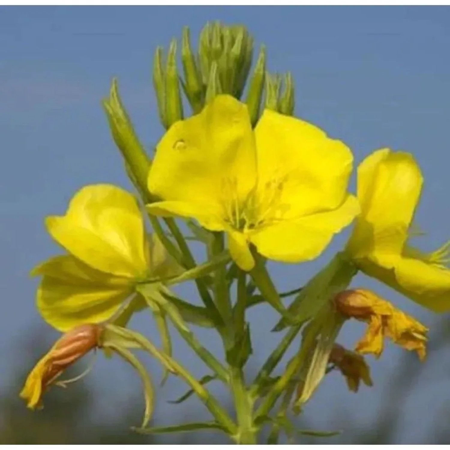 Nachtkerze Erica Robin - Oenothera fruticosa