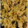 Teppich Purpurglöckchen Stoplight - Heucherella tiarelloides_2