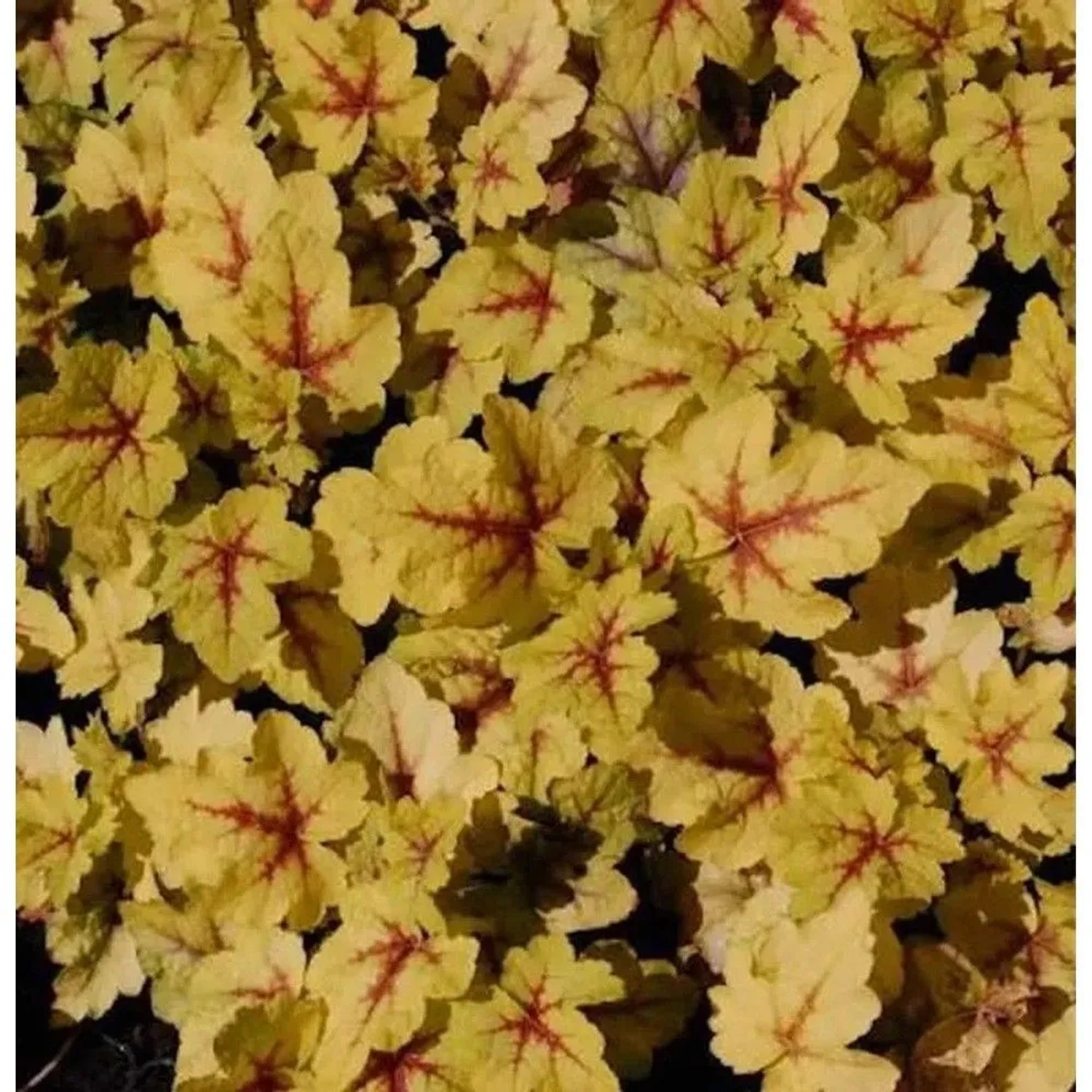 Teppich Purpurglöckchen Stoplight - Heucherella tiarelloides_2