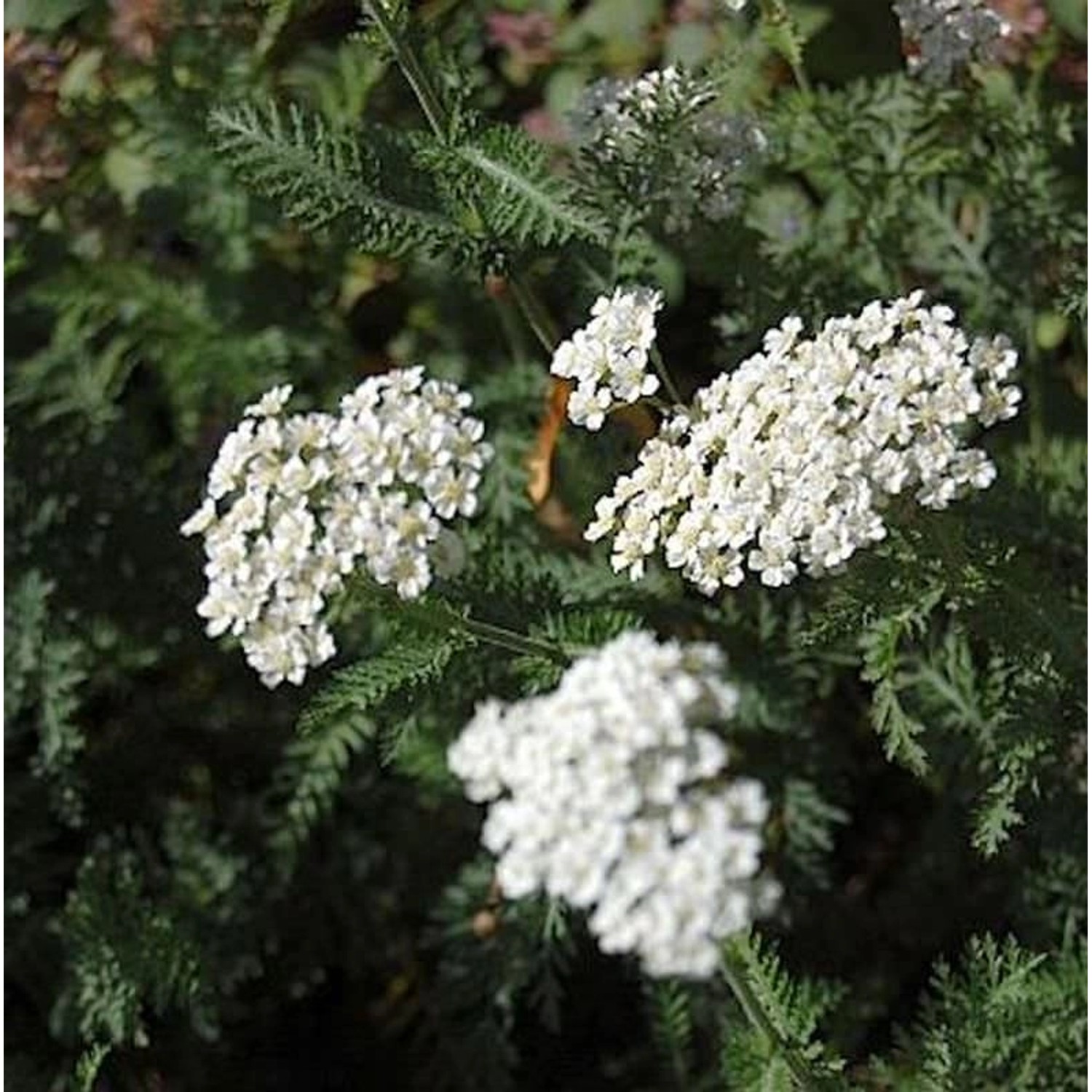 Schafgarbe Schneetaler - Achillea millefolium günstig online kaufen