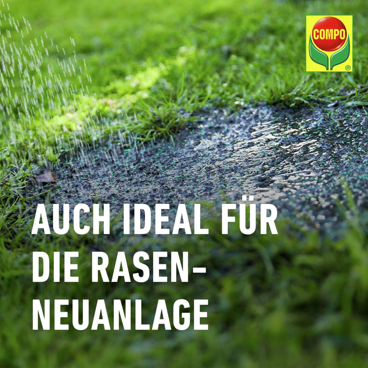 Compo Saat® Trocken-Rasen 2 kg für 80 m²_8