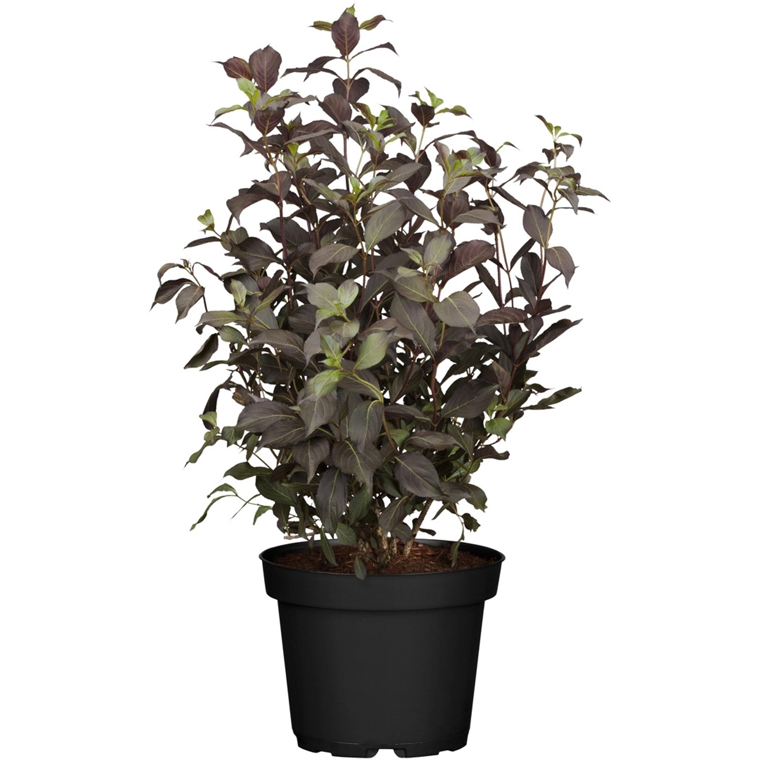 Weigela florida Alexandra Dunkelrosa Höhe ca. 40 - 60 cm und Topf ca. 4,6 l