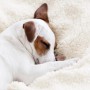 Hund schläft auf weißer, flauschiger Beautissu Alina Kuscheldecke mit Lammfelloptik. Gemütliche Wohndecke.