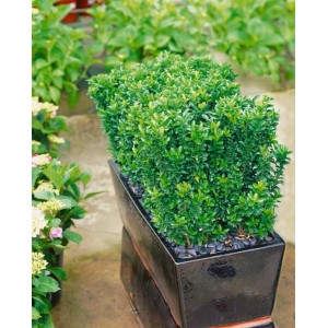 Immergrüner Euonymus 'Green Rocket' im Topf, ideal als Heckenpflanze oder Kübelpflanze.