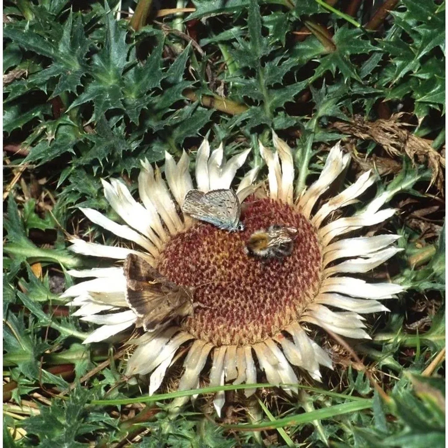 Wetterdistel - Carlina acanthifolia