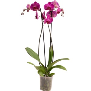 Schmetterlingsorchidee 'Stellenbosch' im Topf, violette Blüten, ca. 60-70 cm hoch.