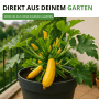 Goldgelbe Zucchini 'Gold Rush F1' im Topf, Gemüsesamen für den Garten.