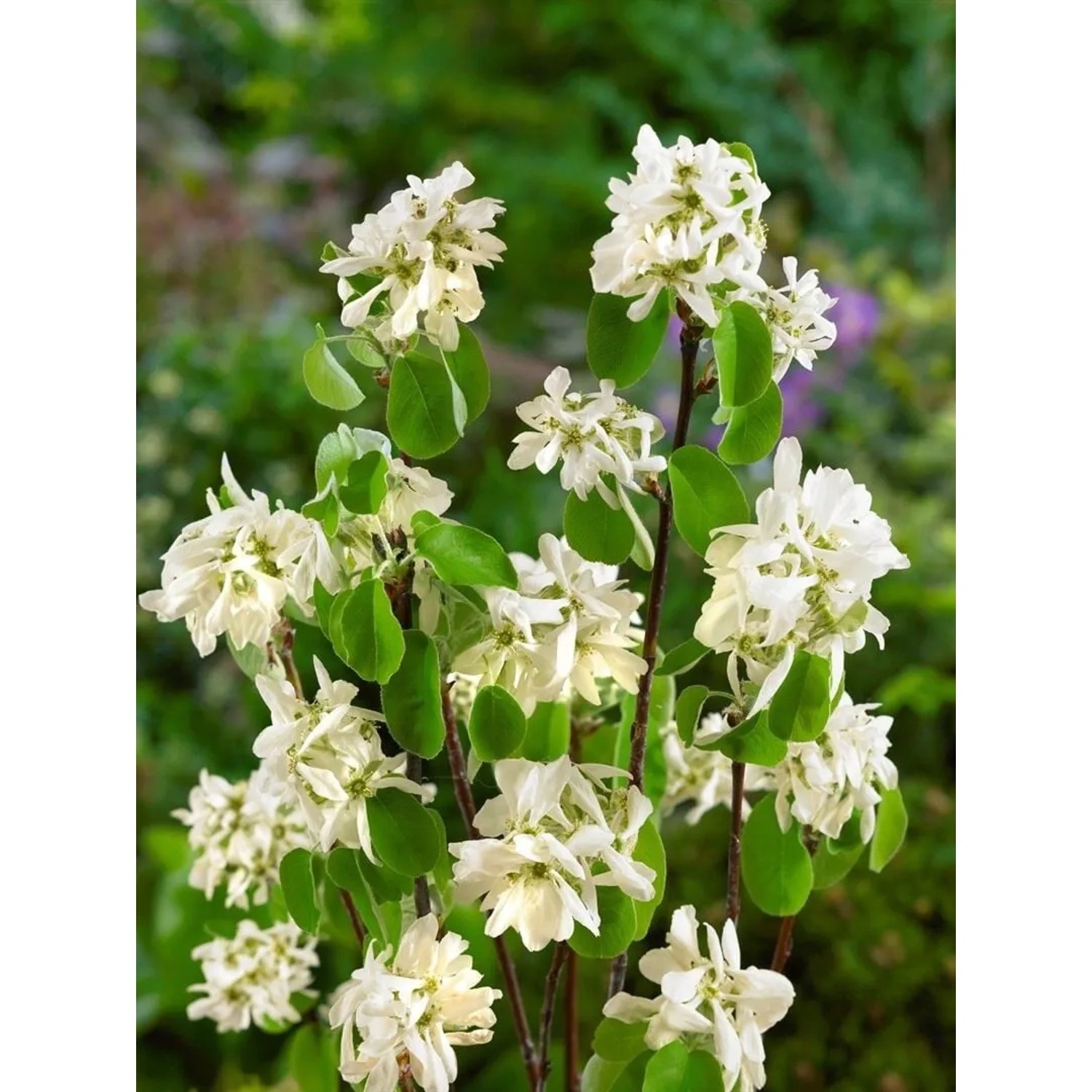 Felsenbirne Edelweiß mit weißen Blüten und grünen Blättern, 60-100cm hoch.