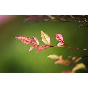 Detailaufnahme: Rote Blätter des Nandina Domestica Obsessed Himmelsbambus Strauchs.