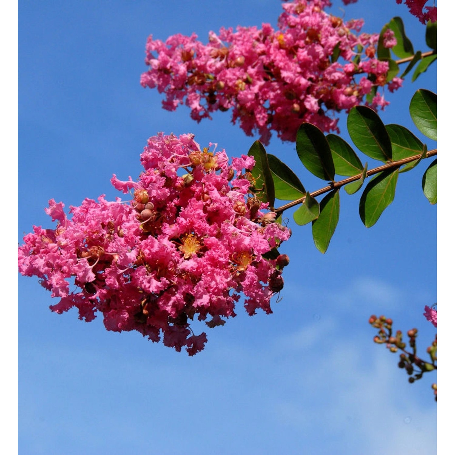 Chinesische Kräuselmyrte Tuskegee 100-125cm - Lagerstroemia indica günstig online kaufen