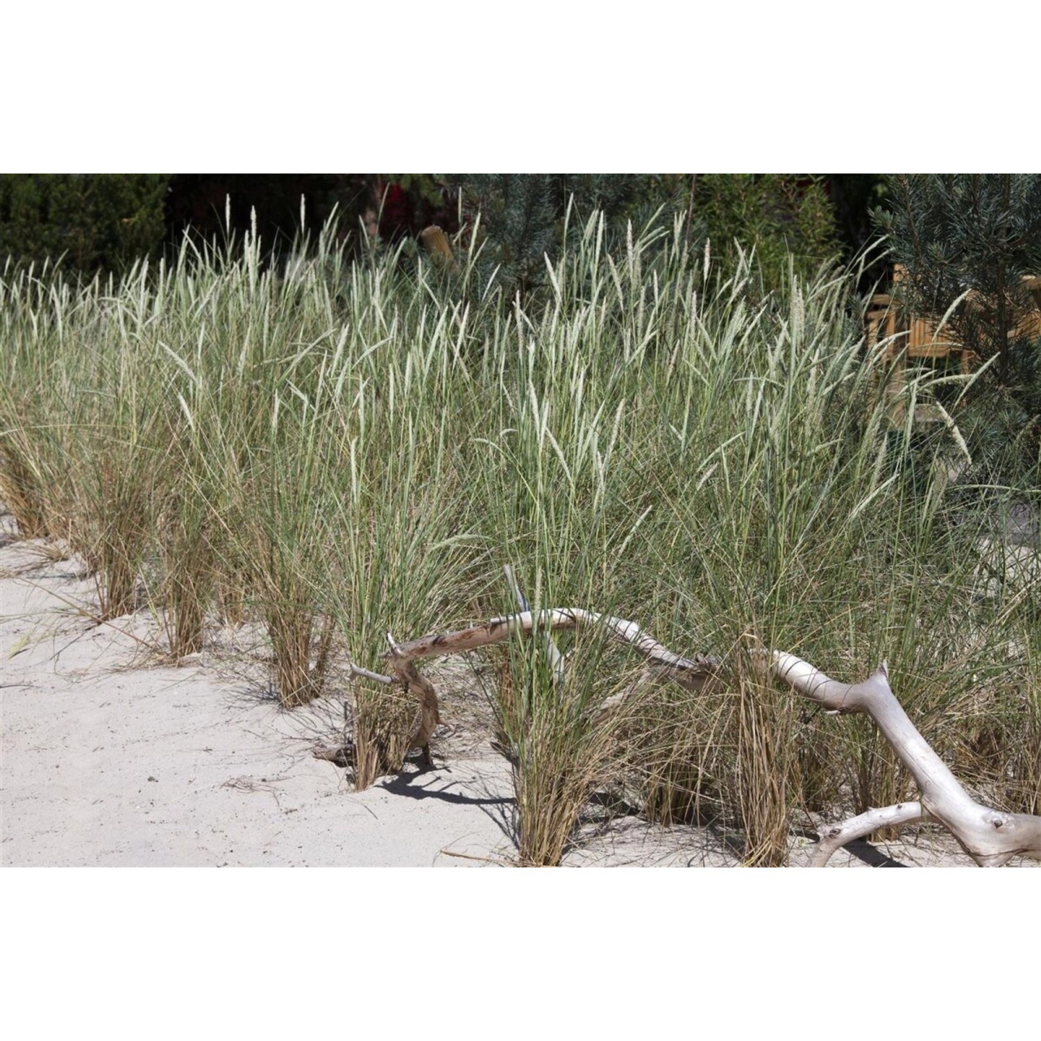 Ammophila Arenaria Strandhafer Ca. 9x9 cm Topf Robust günstig online kaufen
