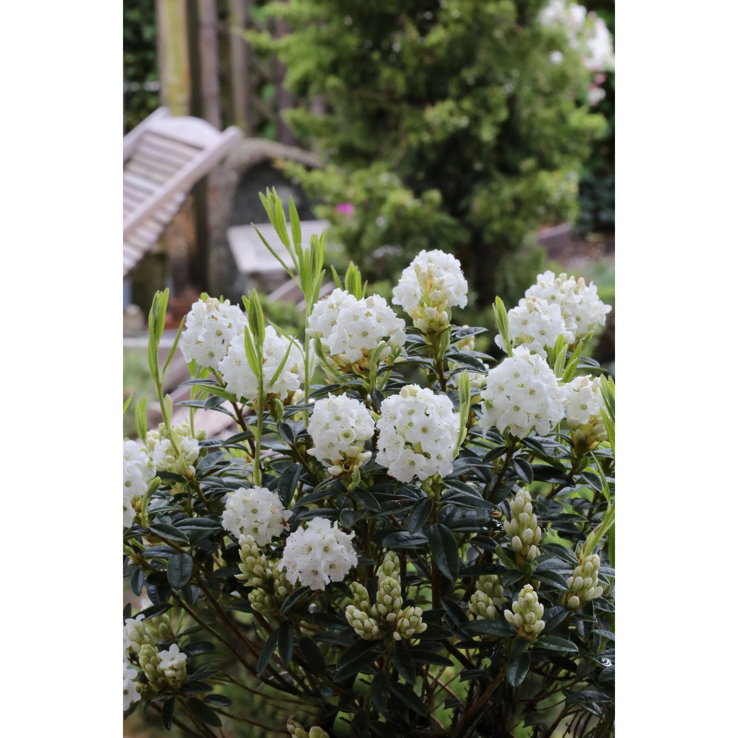 Zwergrhododendron Artic Tern wei 15 - 25 cm 2,3 l Topf kaufen bei OBI