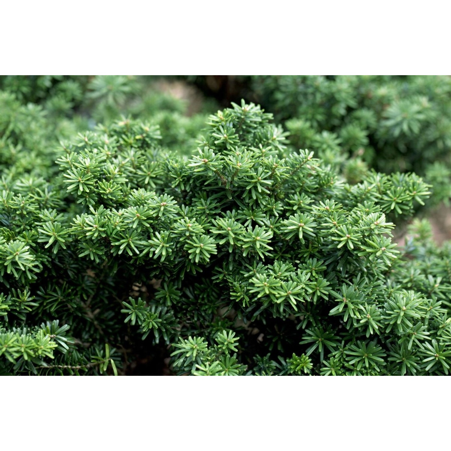 Abies Koreana Cis Koreanische Tanne Kompakt 40 cm Stammhöhe günstig online kaufen