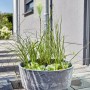 Heissner Solar-Wassergarten Aquatopia mit Pflanzen im grauen Pflanzgefäß.
