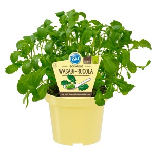 Blu Wasabi-Rucola im Topf (Ø 12cm). Küchenkräuter mit scharfen, grünen Blättern in gelbem Topf.