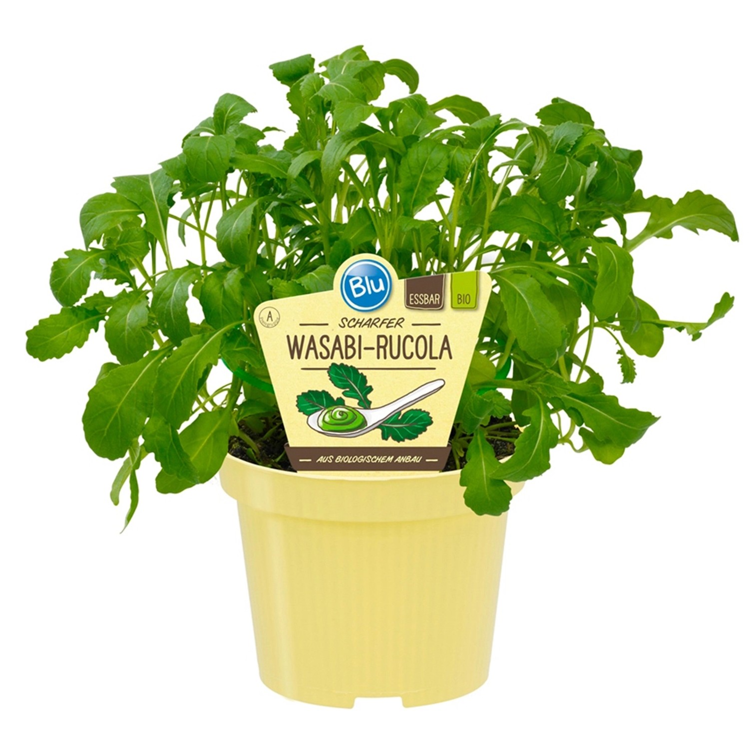 Blu Wasabi-Rucola Topf-Ø ca. 12 cm...