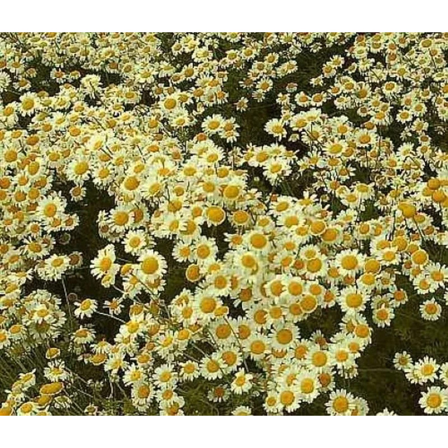 Färberkamille Sauce Hollandaise - Anthemis tinctoria