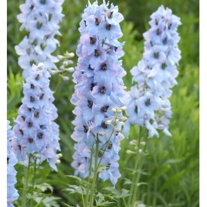 Hoher Rittersporn Neptun - Delphinium elatum