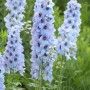 Blauer Hoher Rittersporn Neptun (Delphinium elatum) im Gartenbeet.