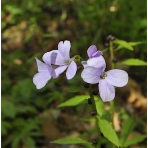 Zartlila Zwiebel-Schaumkraut (Cardamine bulbifera) Strauch mit grünen Blättern.