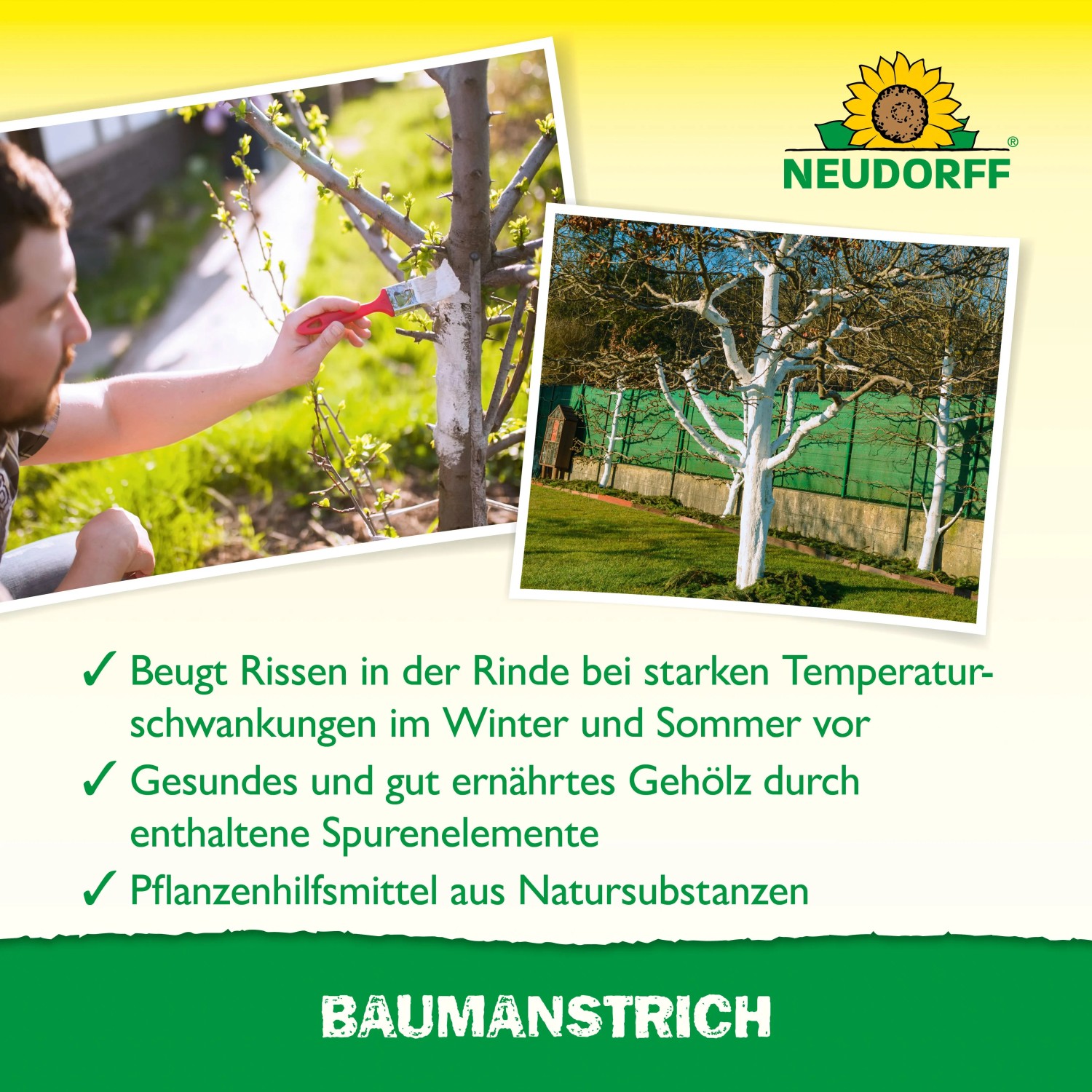 Neudorff Baumanstrich 2l: Mann streicht Obstbaumstamm weiß. Fertige Bäume mit weißer Rindenpflege im Garten.