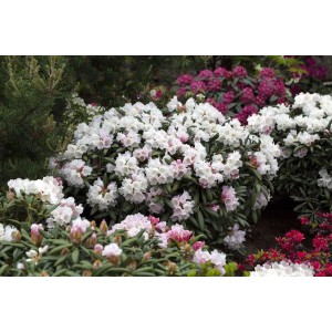 Rhododendron Koichiro Wada mit weißen Blüten und grünen Blättern im Garten.