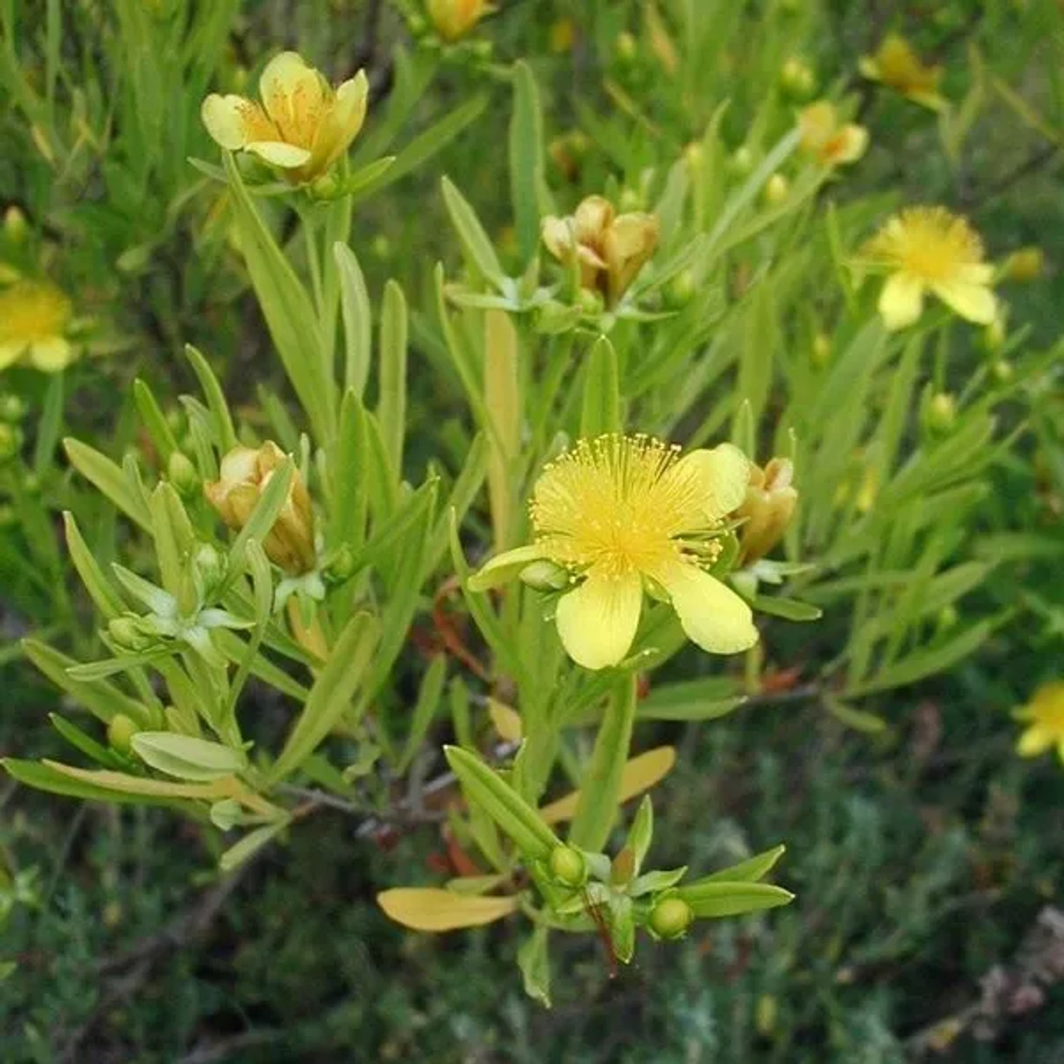 arborix Johanniskraut 'Gemo' Hypericum 30 Bis 40 Cm Im Container Gelbe Blüten