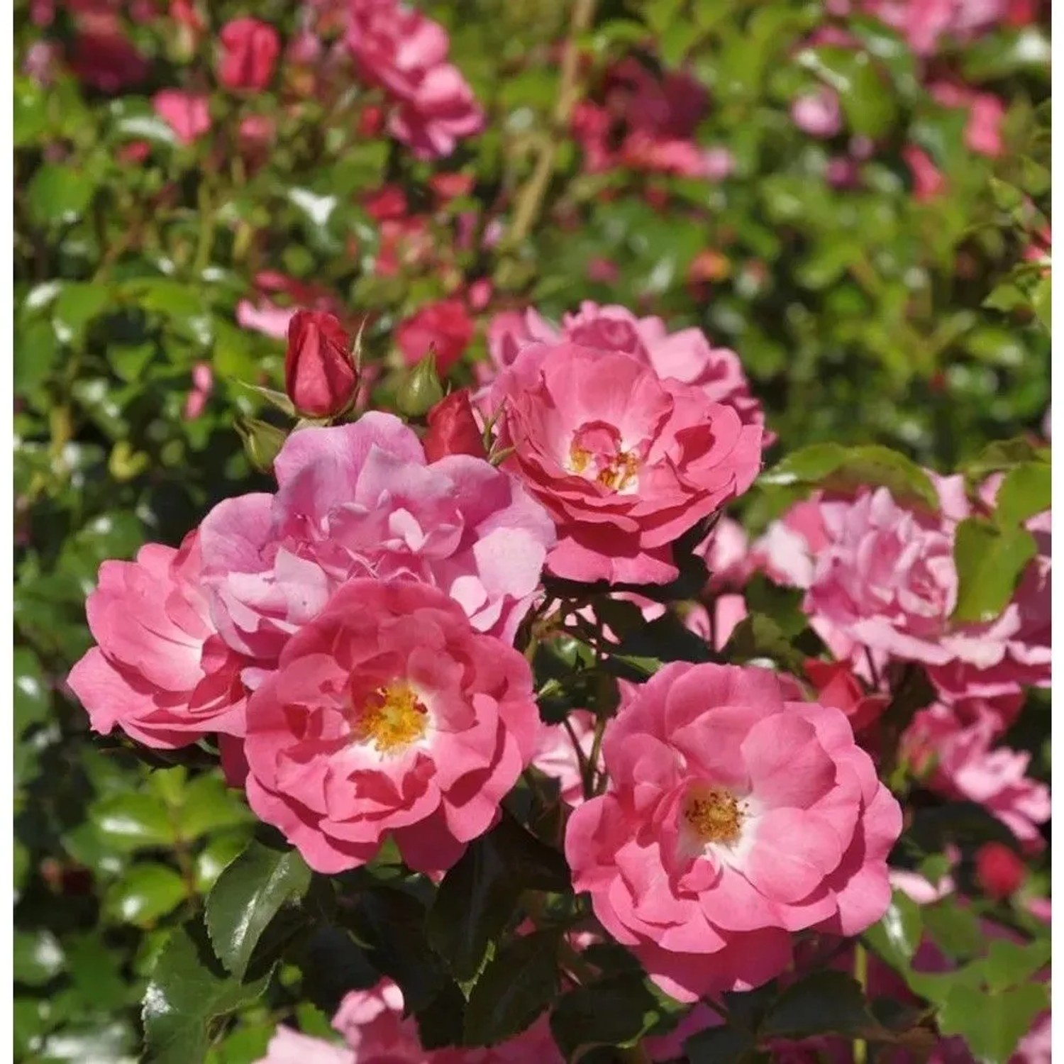 Kletterrose Heidetraum Plus 30-60cm