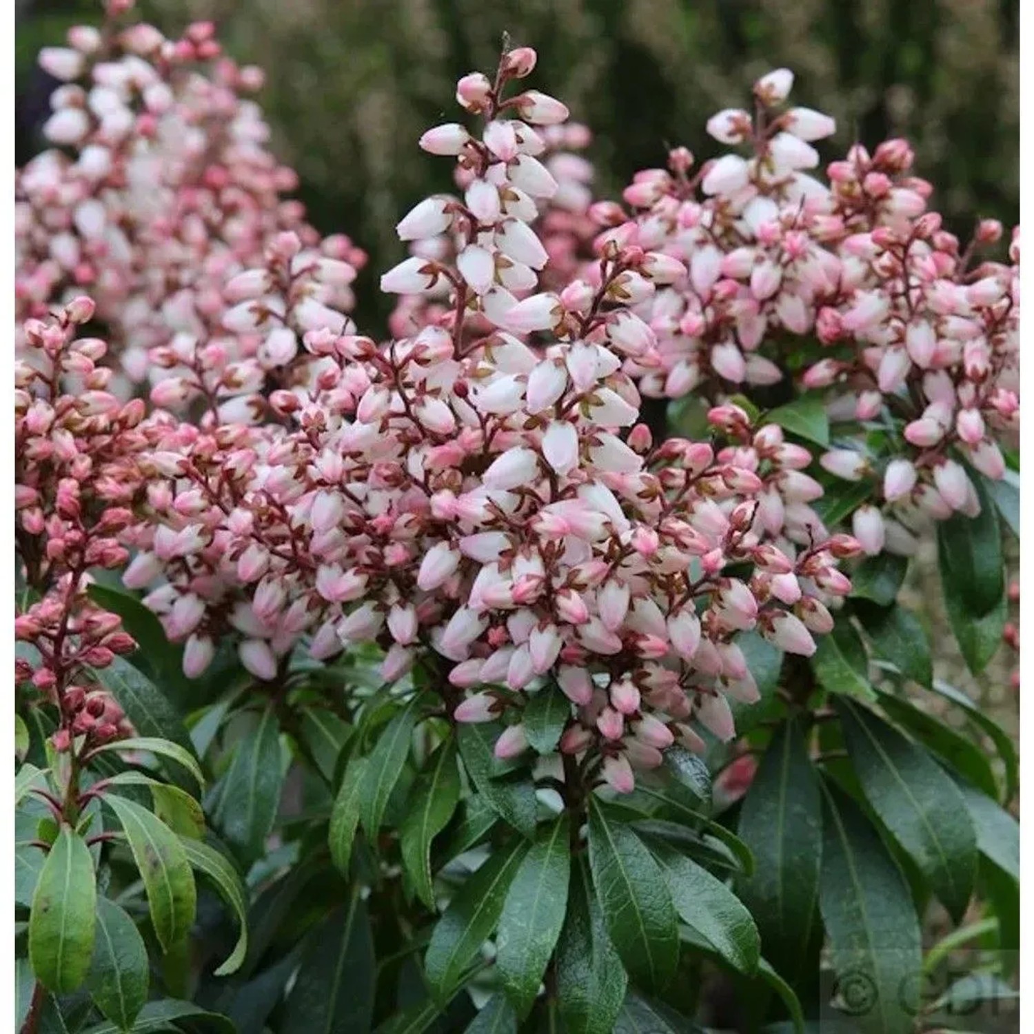 Schattenglöckchen Lavendelheide Bonfire 30-40cm - Pieris japonica