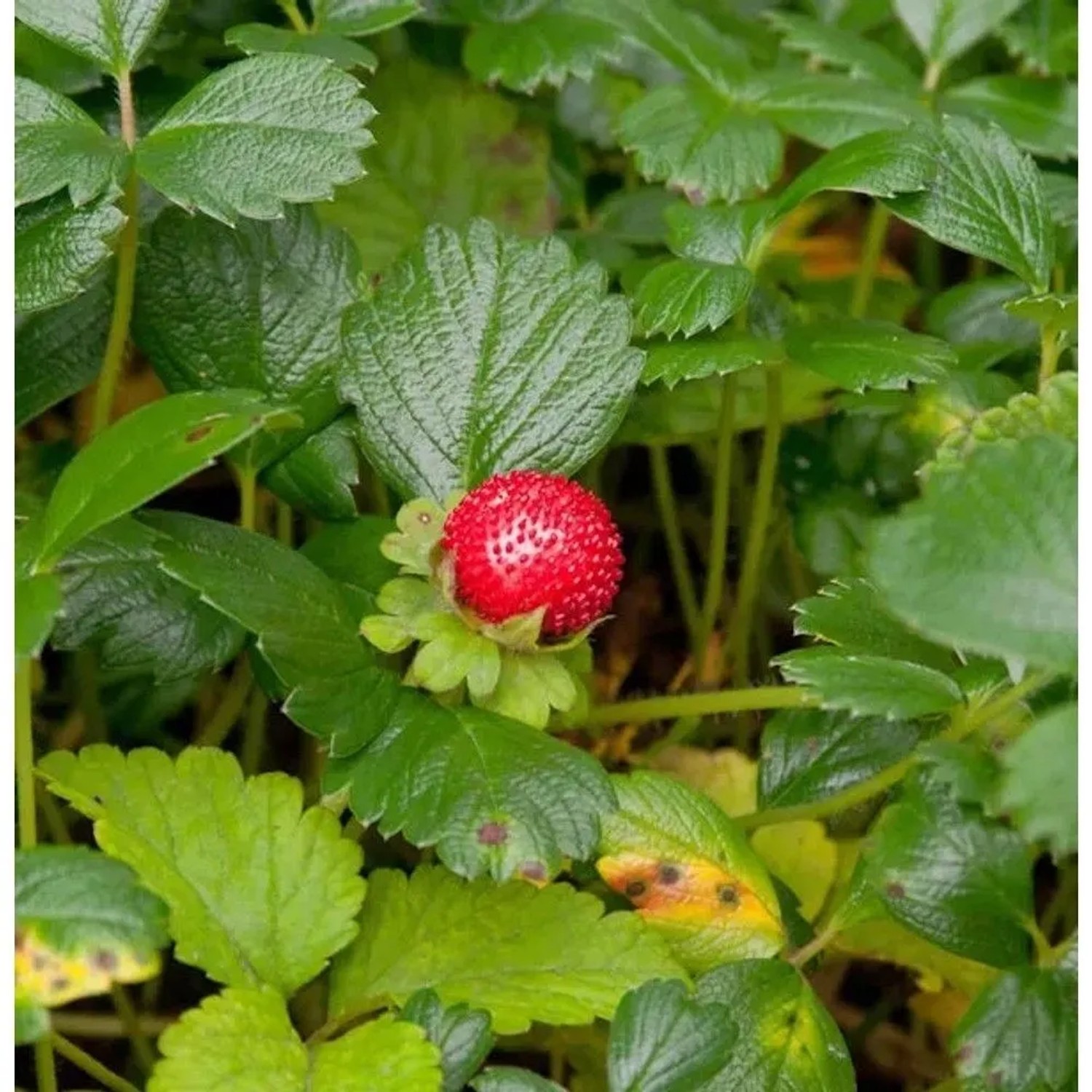 Teppich Erdbeere - Fragaria chiloensis