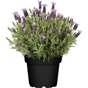 Schopflavendel "Nuance" hell-violett im Topf (ca. 18cm Ø).