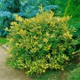 Buschige, gelb-grüne Silberbeere (Elaeagnus pungens Maculata) im Garten.