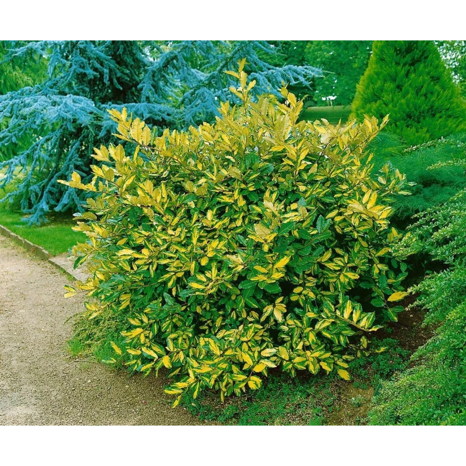 Buschige, gelb-grüne Silberbeere (Elaeagnus pungens Maculata) im Garten.