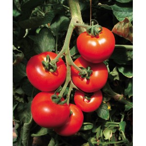 Strauch mit reifen, roten, runden Grow by OBI Tomaten der Sorte Solanum lycopersicum.