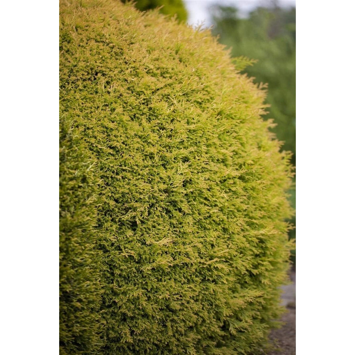 Thuja occidentalis 'Rheingold' 15-20 cm günstig online kaufen