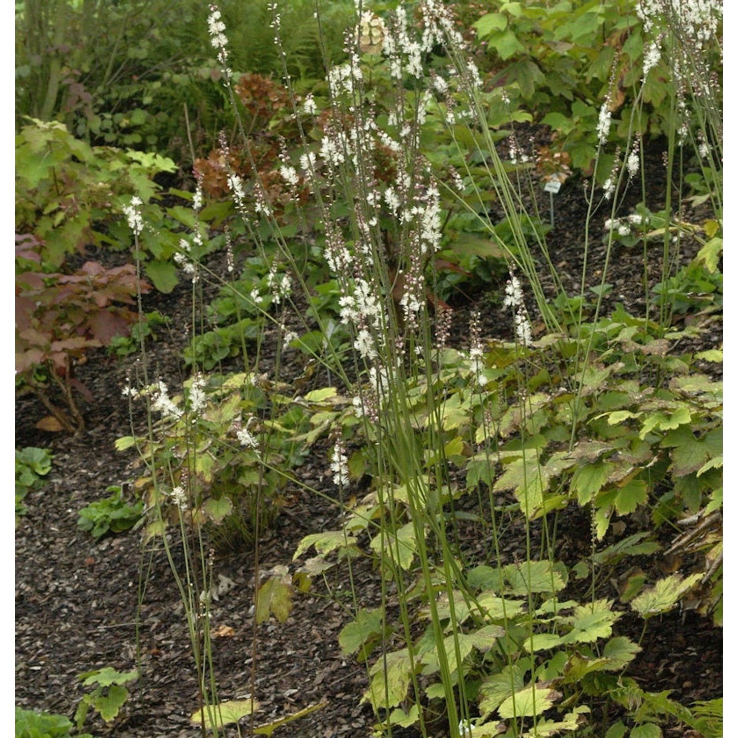 Silberkerze Cheju-do - Actaea japonica günstig online kaufen